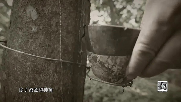 《海南华侨》之《外来作物系列节目（三）——爱国华侨雷贤钟的橡胶情怀》