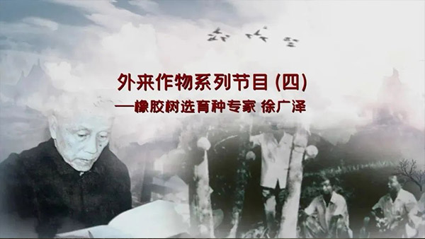 《海南华侨》之《外来作物系列节目（四）——橡胶树选育种专家 徐广泽》